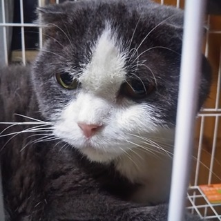 「再募集」飼主センター持ち込みのスコです。