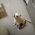 緊急！人懐っこいチワワです