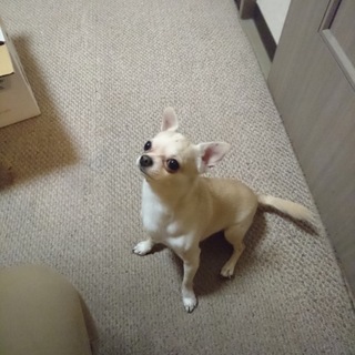緊急！人懐っこいチワワです