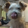 ヒナごろ
