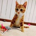 とっても人懐っこい茶とら(茶白)の子猫ちゃん