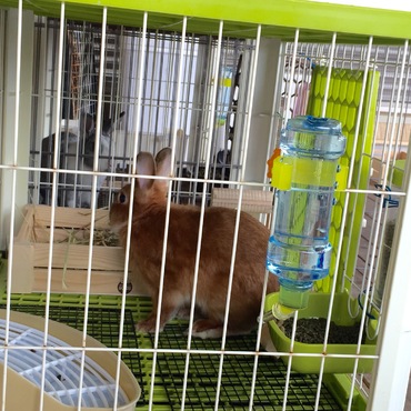 新しく入園したチビちゃんです。