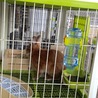 新しく入園したチビちゃんです。