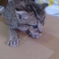 野良猫を保護しました