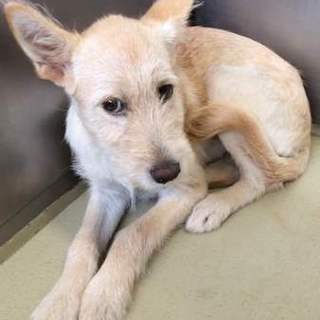 ネイティブ犬の女の子です。