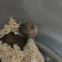 ゴールデンハムスターの赤ちゃん