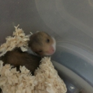 ゴールデンハムスターの赤ちゃん