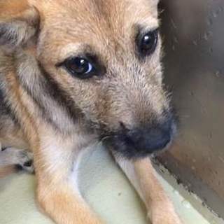 ネイティブ犬の女の子です。