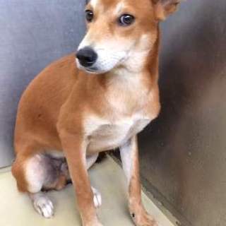 ネイティブ犬の男の子です。