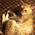 ベンガル成猫：イケメン男子：血統書付き