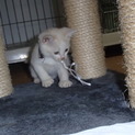 可愛い人懐っこい子猫もらって下さい。