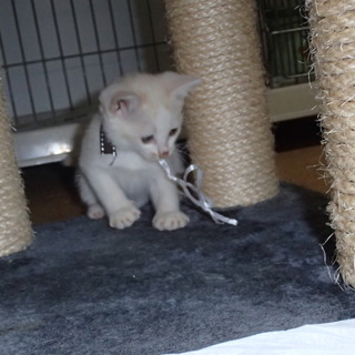 可愛い人懐っこい子猫もらって下さい。