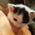 生後約1ヶ月の子猫を保護しています。里親求む！