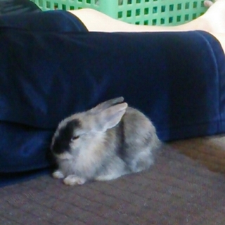 うさぎの赤ちゃんの里親を募集しています。