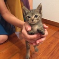 子猫 生後1カ月未満 キジトラ