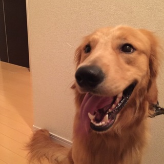 可愛がってくれる方募集します