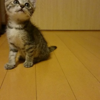 人懐っこい子猫です
