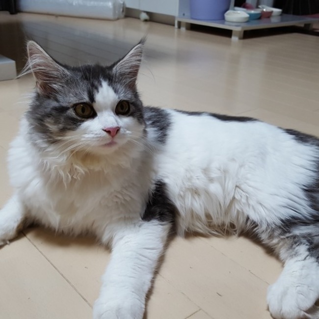 にゃお23のカバー写真
