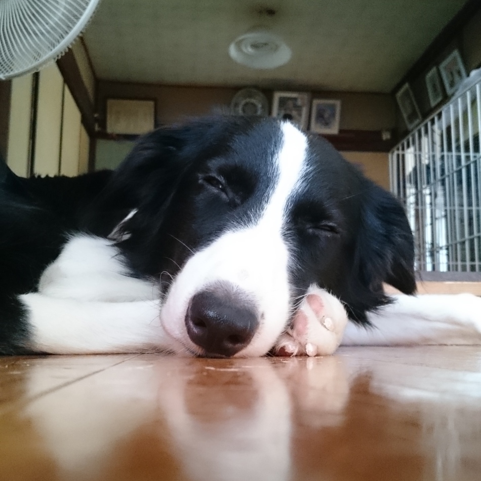 Jasperのカバー写真