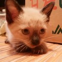 シャムが入ってる男の仔です！