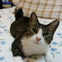 ☆歌舞伎顔 キジ白♀《猫飼い歴長い方希望》☆