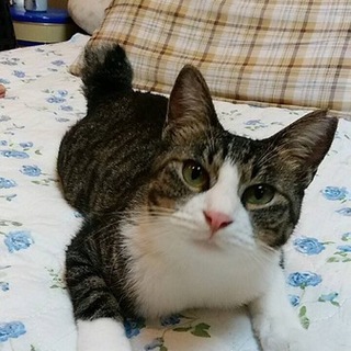 ☆歌舞伎顔 キジ白♀《猫飼い歴長い方希望》☆