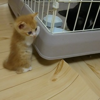 5週齢の子たち