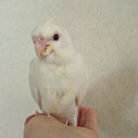 ダフニー