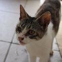 急募！人懐こい子猫