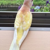 プリメル