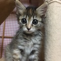 ☆代理☆１.５ヶ月性格もハナマル！お顔も可愛い子猫