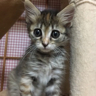 ☆代理☆１.５ヶ月性格もハナマル！お顔も可愛い子猫