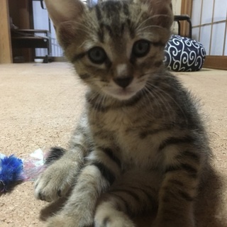 可愛い２ヶ月の男の子
