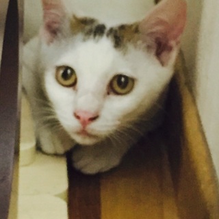 人懐こい美人シロ猫 3ヶ月♪