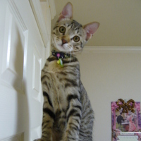 lupi