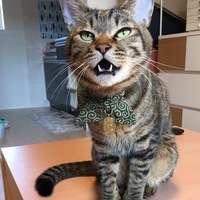 トラジ
