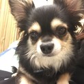 シモン♂　☆正式譲渡☆