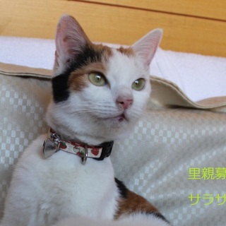 あまあま♥三毛猫 サラサちゃん里親募集