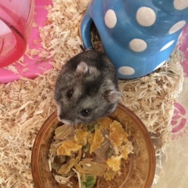 青毛玉のカバー写真