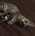 2か月くらいのメスの仔猫