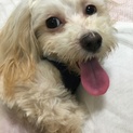 マルプー女の子 1歳里親募集！