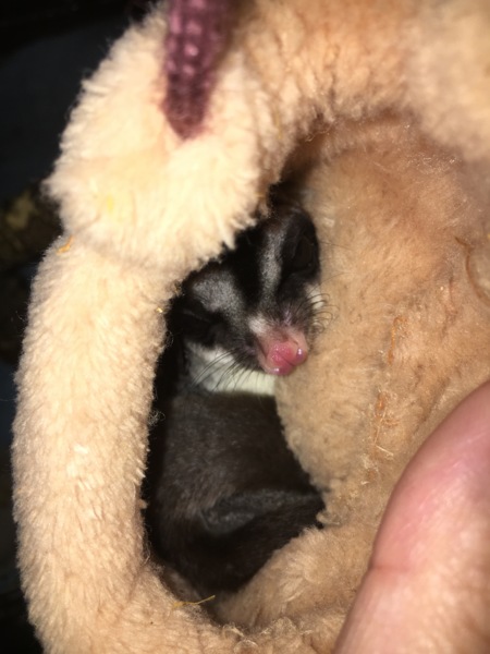 フクモモちゃん里親募集中 サムネイル2