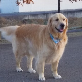 里親さんが決まりました。ありがとうございました。