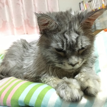 クーラーの効いた私の部屋のベッドを占領するルナちゃん