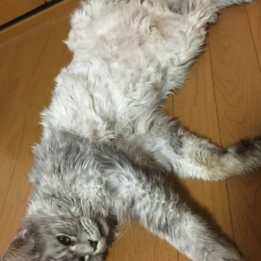 クーラーの効いた私の部屋でダラけきるルナちゃん