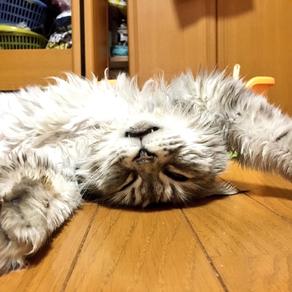 ルナのカバー写真