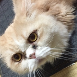 スコティッシュホールド9歳オス