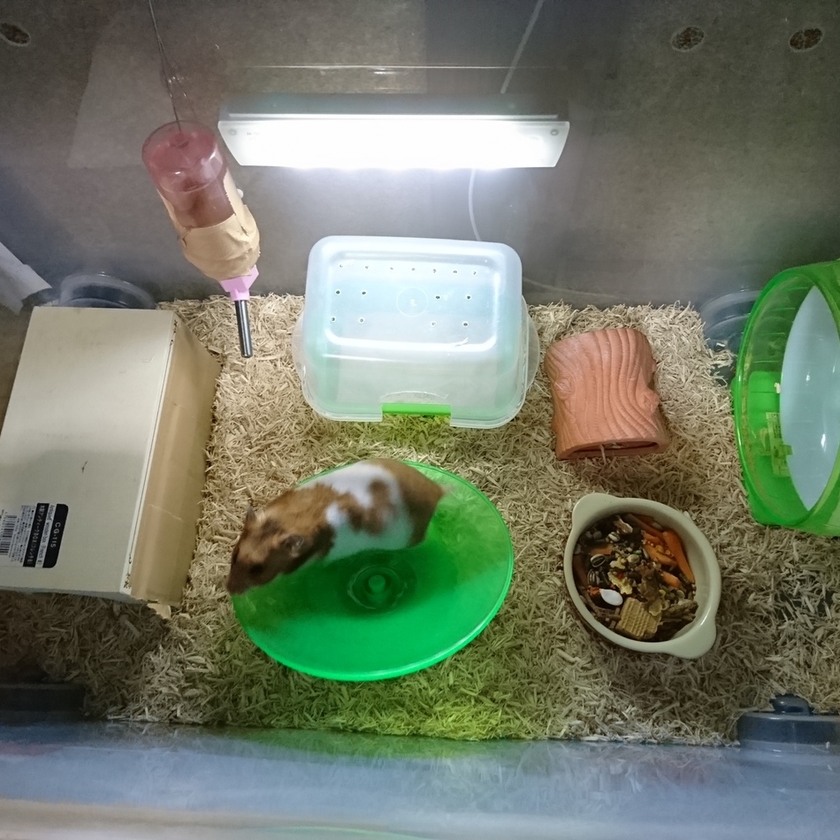 モモのカバー写真