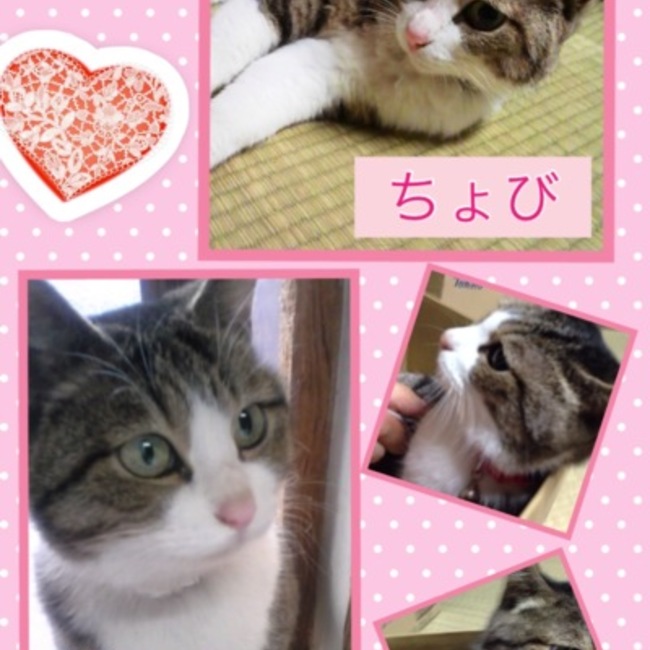 ちょび&ちゃみのカバー写真