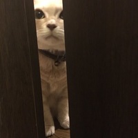 もも